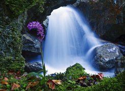 Wodospad, Kamienie, Kwiatki