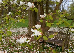 Wiosna, Park, Biała, Magnolia, Ławeczka