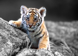 Mały, Tygrysek, Skała