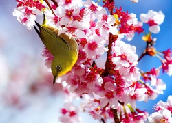 Kwitnący, Krzew, Żółty, Ptak