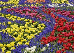 Kwiaty, Kolorowe, Tulipany, Szafirki