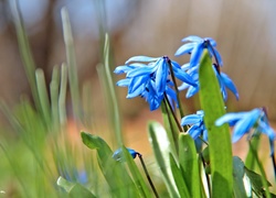 Cebulica Syberyjska, Niebieskie, Kwiaty, Wiosna
