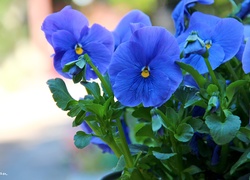Bratki, Niebieskie, Kwiaty
