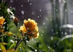Róże, Deszcz