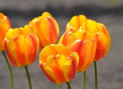 Pomarańczowożółte, Tulipany