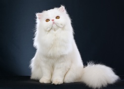Biały, Kot, Perski