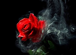 Czerwona, Róża, Dymek