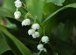 Białe, Kwiatuszki, Konwalia