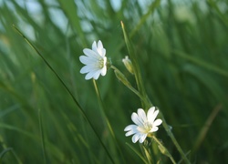 Białe, Kwiatki, Rogownica Polna, Trawa