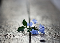 Niebieski, Kwiatek, Deski