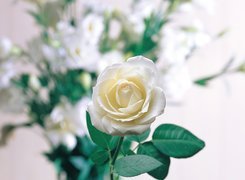 Biała, Róża, Listki