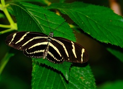 Piękny, Motyl, Liście