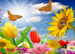 Promienie, Słońca, Kolorowe, Kwiaty, Motyle