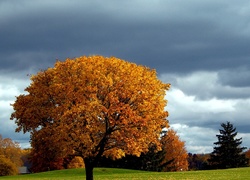 Drzewa, Łąka, Jesień