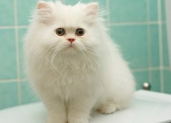 Kot, Perski, Biały