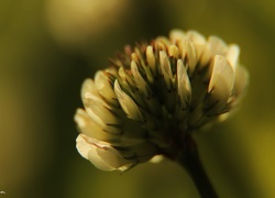 Koniczyna, Kwiat
