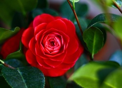 Czerwona, Róża, liście