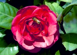 Czerwona, Róża, Pszczoła