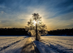 Wschód, Słońca, Drzewo, Promienie, Śnieg