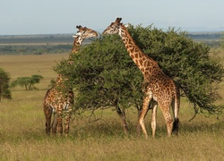 Żyrafy, Sawanna, Park Narodowy Serengeti, Tanzania