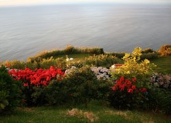 Ocean, Kwiatki, Azory, Portugalia