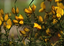 Żółte, Kwiatki, Krzew