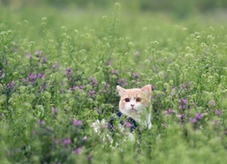 Kot, Łąka, Kwiaty