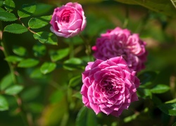 Róże, Ogród
