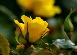 Żółta, Róża, Ogród