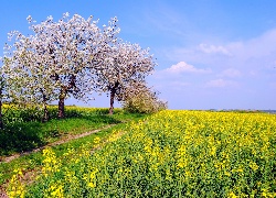 Pole, Rzepaku, Ścieżka, Kwitnące, Drzewa, Wiosna