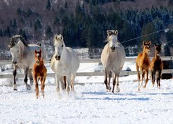 Konie, Źrebaki, Bieg, Snieg