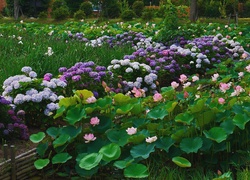 Kwiaty, Lotosu, Hortensja, Park