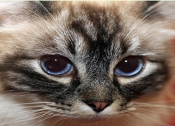 Kociak, Niebieskie, Oczy