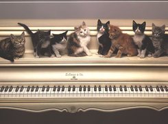 Koty, Pianino