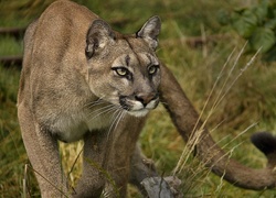 Puma, Drapieżny, Wzrok