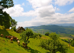 Wieś, Góry, Krowy