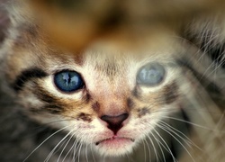 Kot, Błękitne, Oczy
