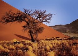 Pustynia, Piasek, Sucha, Roślinność, Namibia