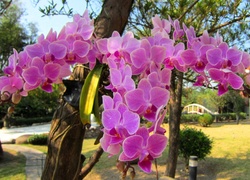 Orchidea, Ogród