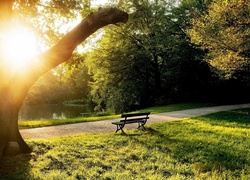 Park, Ławka, Przebijające, Słońce