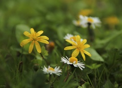 Ziarnopłon Wiosenny, Stokrotki, Kwiaty