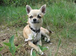 Chihuahua, Obroża, Trawa