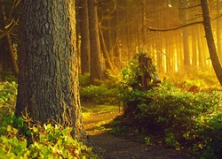 Las, Ścieżka, Przebijające, Światło, Krzewy