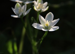 Biały, Kwiat, Wiosenny