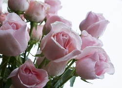 Róże, Różowo, Białe