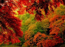 Kolorowe, Drzewa, Jesień