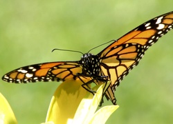 Pięknie, Rozłożone, Skrzydła, Motyla