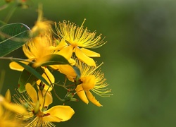 Żółte, Kwiaty, Dziurawiec