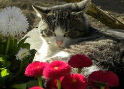 Kot, Kwiaty, Stokrotki, Liście