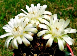 Kaktus, Białe, Kwiaty, Ogród